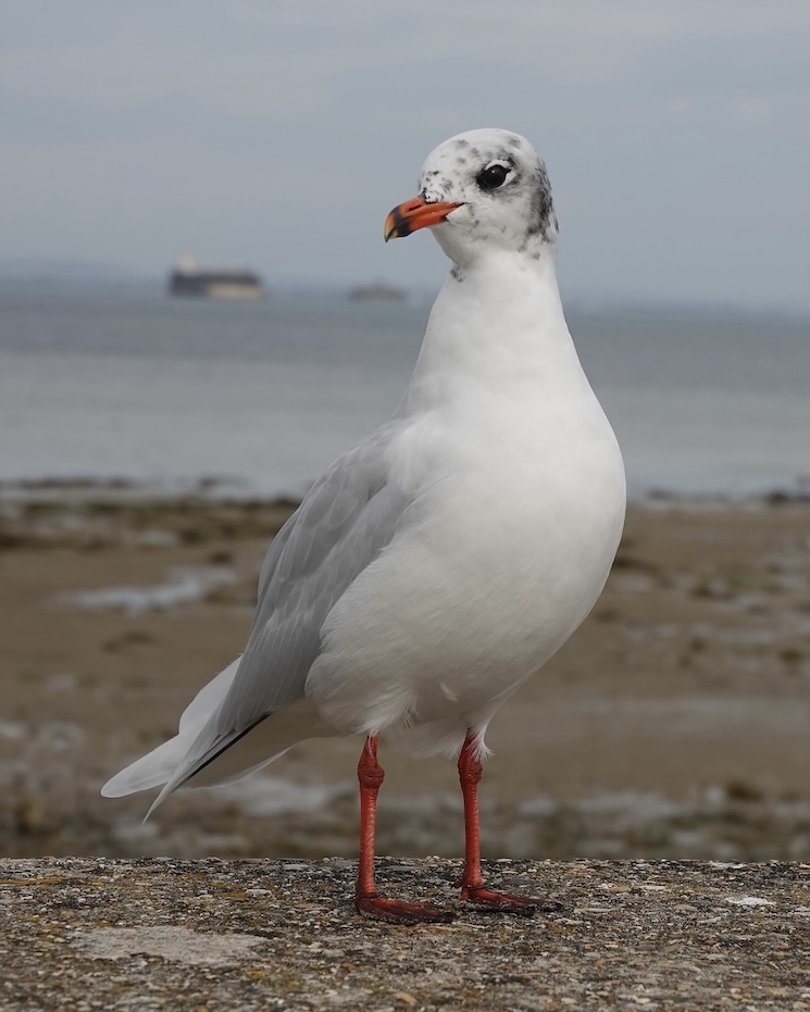 black-headed gull